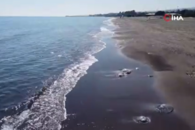 Mersin'de sahiller yeniden denizanası ile doldu