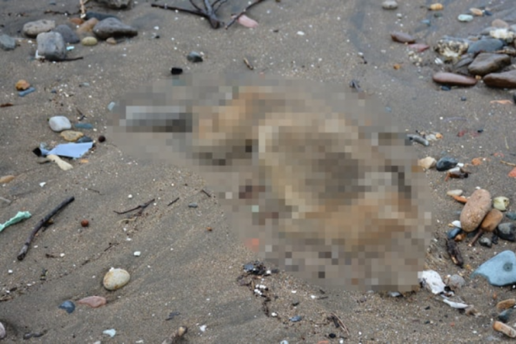 Sahilde &ccedil;ok sayıda &ouml;l&uuml; k&ouml;pek bulundu!