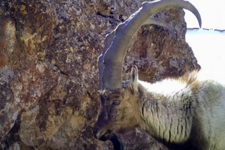 Van'da yaban ke&ccedil;ileri fotokapana yakalandı