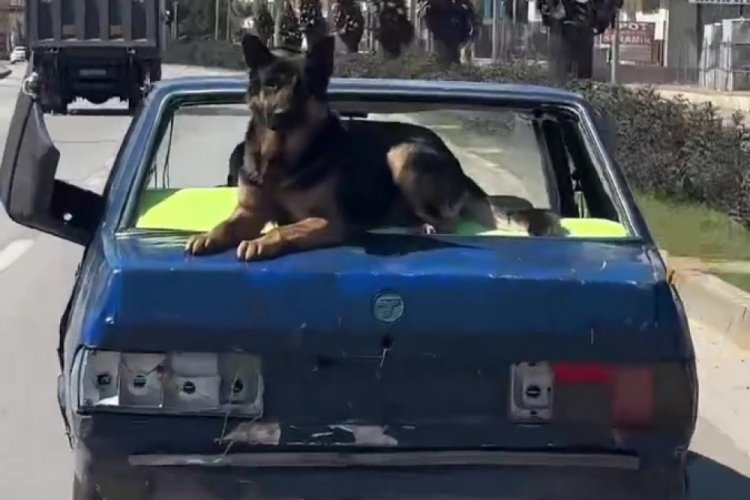 Antalya'da bir otomobil k&ouml;pekle kilometrelerce yol gitti