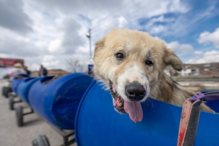 Engelli k&ouml;pekleri varillerden yaptığı "tren"le gezdiriyor