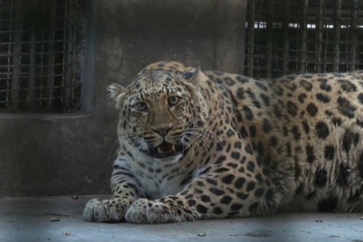 Şişman leopar, g&ouml;r&uuml;nt&uuml;s&uuml;yle sosyal medyayı salladı