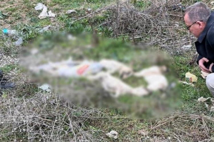 Bilecik'te yol kenarında &ouml;l&uuml; k&ouml;pekler bulundu!