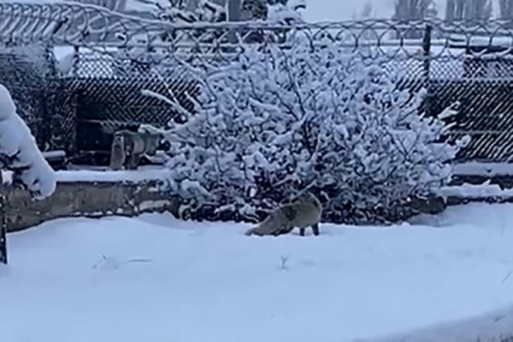 Erzurum'da a&ccedil; kalan tilkiler kent merkezine indi