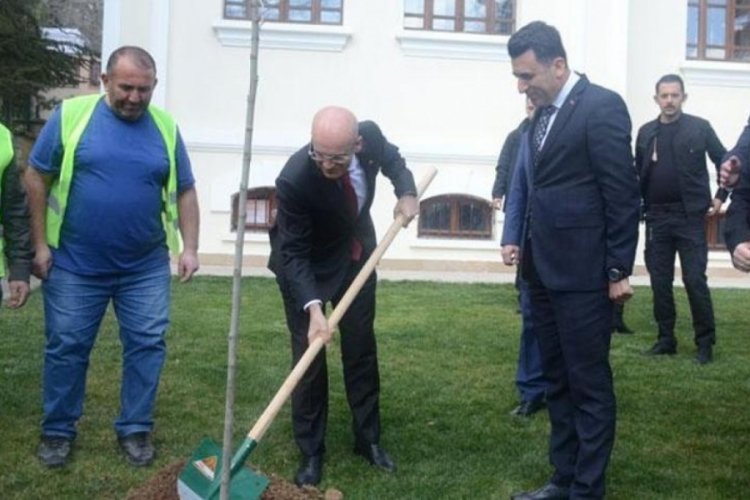 Bakan Şimşek Bilecik'te &ccedil;ınar fidesi dikti