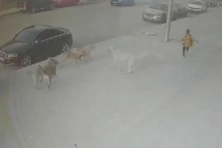 Sokak k&ouml;peklerinin ilkokul &ouml;ğrencisine saldırdı