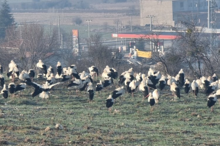 G&ouml;&ccedil; yolundaki leylekler Domani&ccedil;'te mola verdi