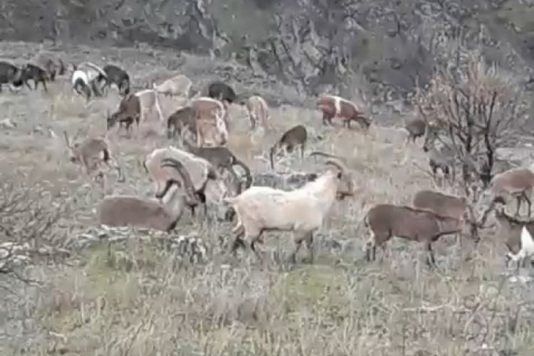 Elazığ'da koruma altında olan dağ keçileri görüldü