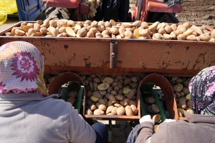 "Patates diyarı" Bolu'da &uuml;reticiler ekime başladı