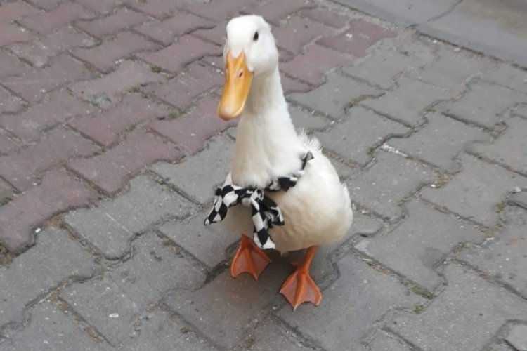 İstanbul'da taksinin ezdiği 'Pamuk' isimli ördeği için adalet arıyor