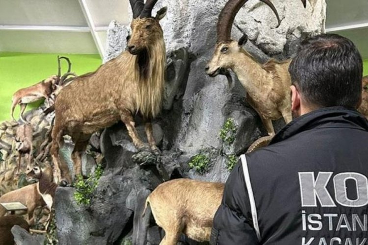 İstanbul'da şoke eden müze! 85 yaşındaki avcı çizgili geyik için 2 hafta ağaçta kaldı