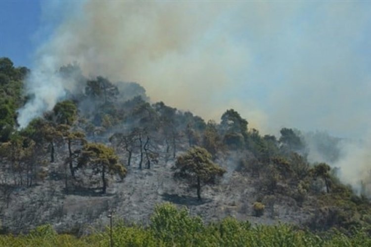 Bursa'da yangında zarar gören orman arazisine 180 bin fidan dikilecek