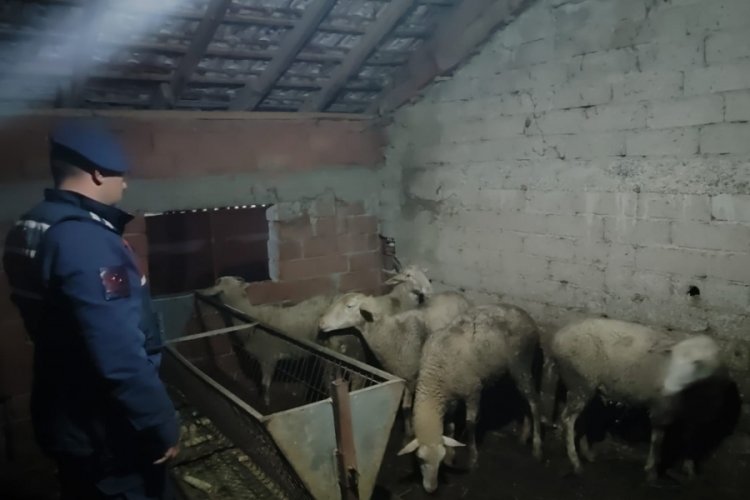 Bursa'da İznik'ten çalınan koyunlar Yenişehir'de bulundu: 2 kişi tutuklandı