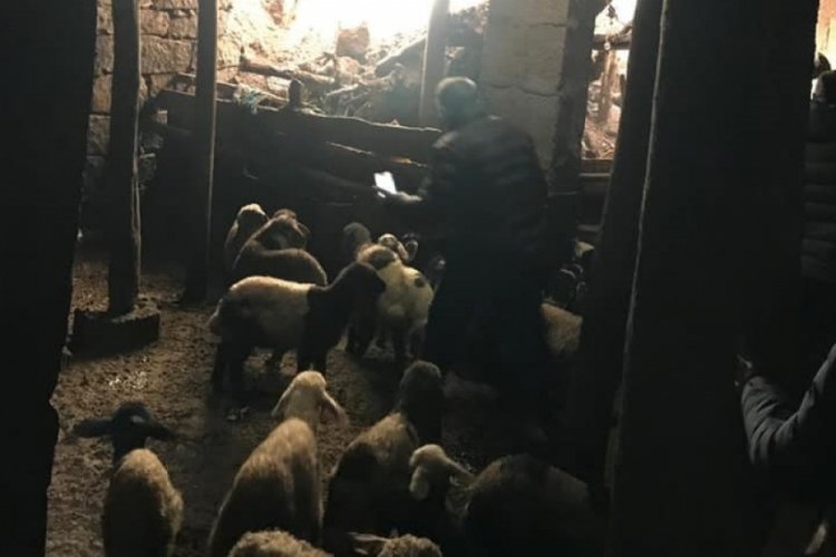 Bitlis'te ağıl &ccedil;&ouml;kt&uuml;, 20 hayvan telef oldu