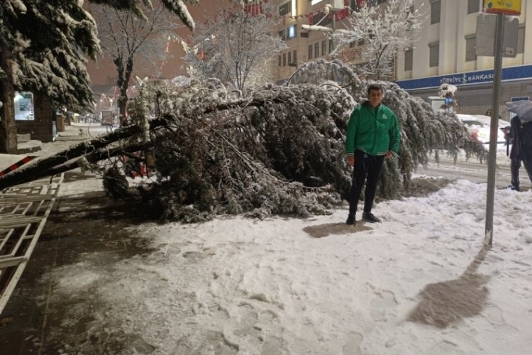 Van'da aşırı kar yağışına dayanamayan ağa&ccedil; yola devrildi