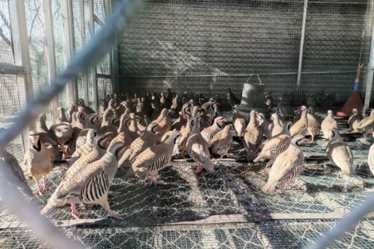 Kahramanmaraş'ta 10 bin kınalı keklik üretildi: Adaptasyonunun ardından doğaya salınacaklar