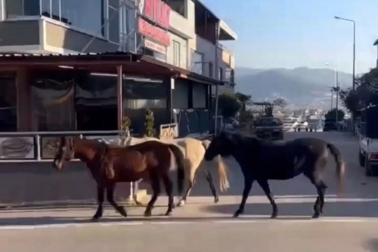 Bursa'da atlar trafikte dolaşıyor!