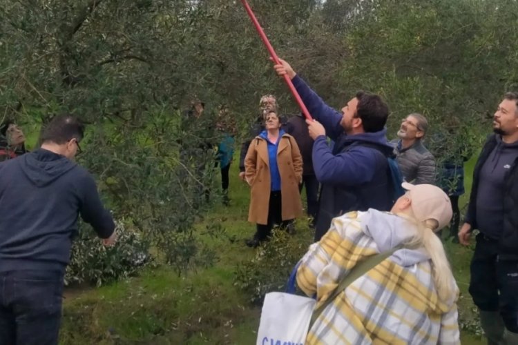 Balıkesir'de zeytin budama kursu yapıldı