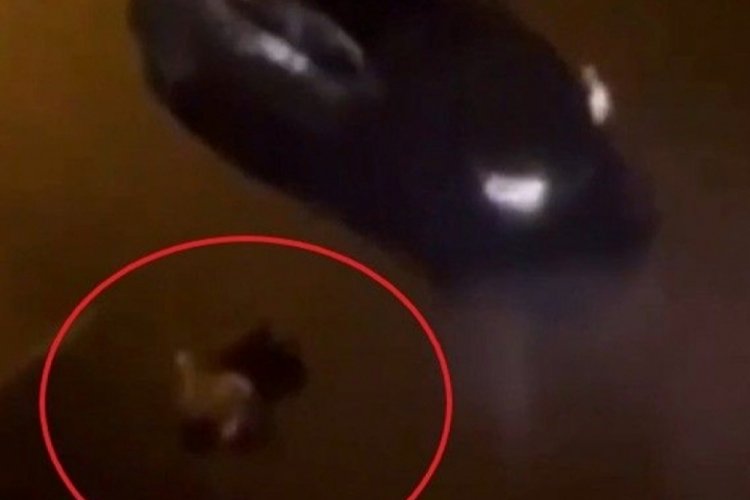 Batman'daki kadın cinayetinde skandal paylaşım: Aslan gibi yaşadım, paşalar gibi de yatacağım