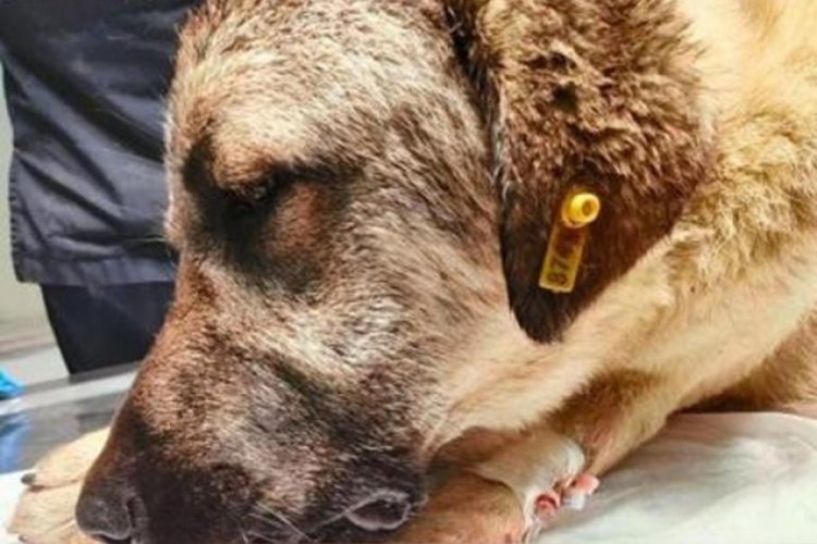 Tacize uğrayan gen&ccedil; kız: Bek&ccedil;i tarafından vurulan sokak k&ouml;peği Bobi bizi kurtardı
