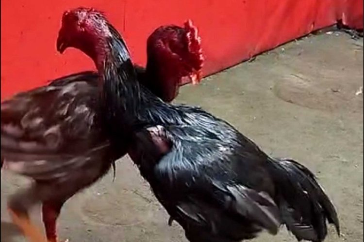 Bu horozların fiyatı dudak u&ccedil;uklattı! 94 kişiye ceza yağdı