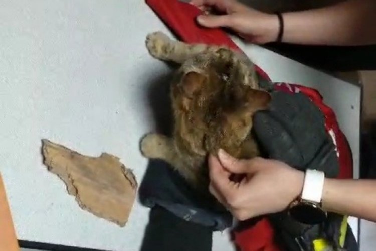 Karab&uuml;k'te kafasını mama kutusuna sıkıştıran kedinin yardımına itfaiye ekipleri yetişti