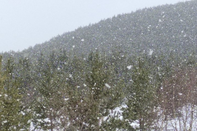 Ardahan'ın y&uuml;ksek kesimlerinde kar yağışı etkili oldu