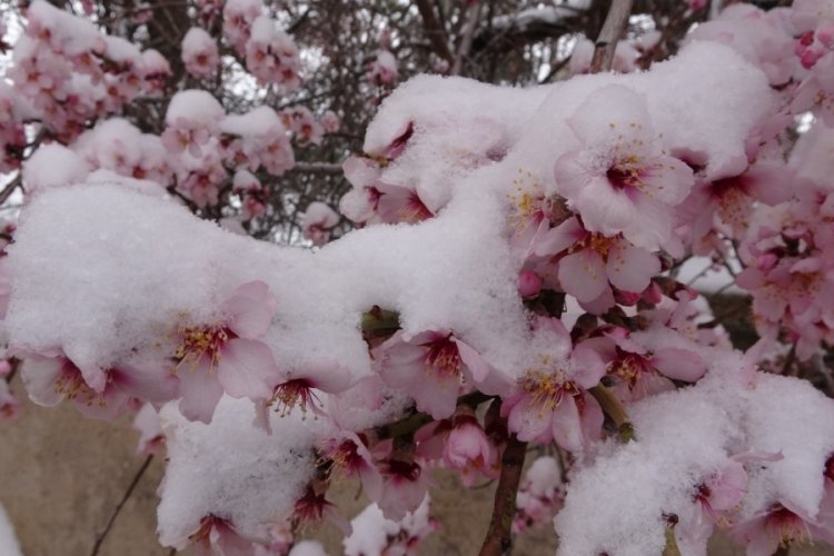 Yozgat'ta erken çiçek açan badem ağaçları kar altında kaldı