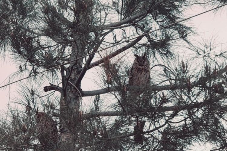 Diyarbakır'da boynuzlu baykuş görüldü