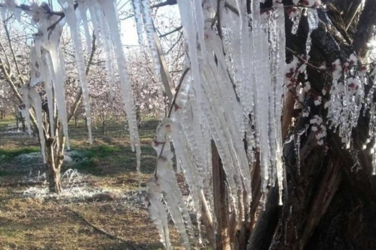 Meteoroloji'den zirai don uyarısı