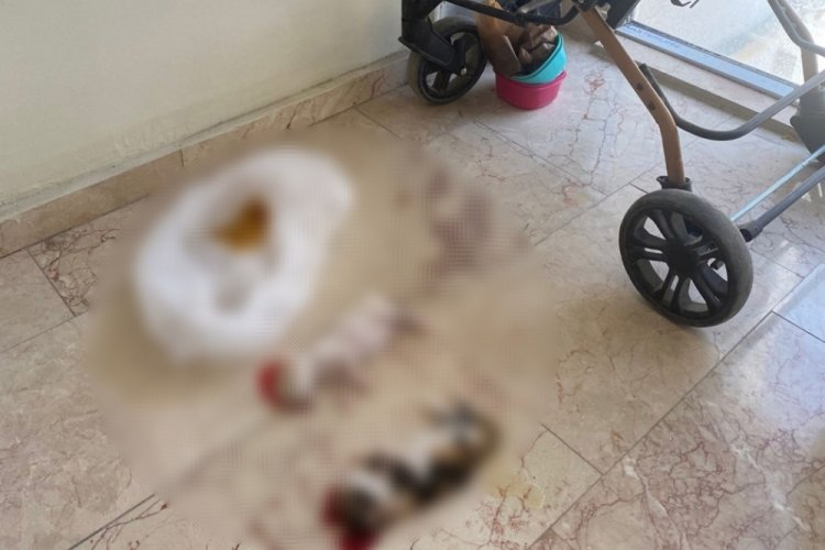 Bursa'da korkun&ccedil; olay! Yavru kediler başları kesilerek &ouml;ld&uuml;r&uuml;lm&uuml;ş halde bulundu