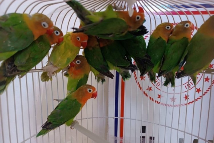 Manisa'da satışı yasak papağan ele geçirildi