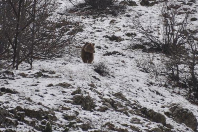 Hayvanların da dengesi bozuldu! Kış uykusundan uyanan ayılar, kışa yakalandı