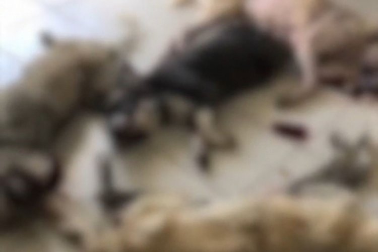 İzmir'de onlarca k&ouml;pek katledildi