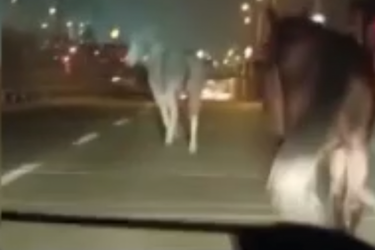 Bursa'da başıboş atlar tehlike saçtı