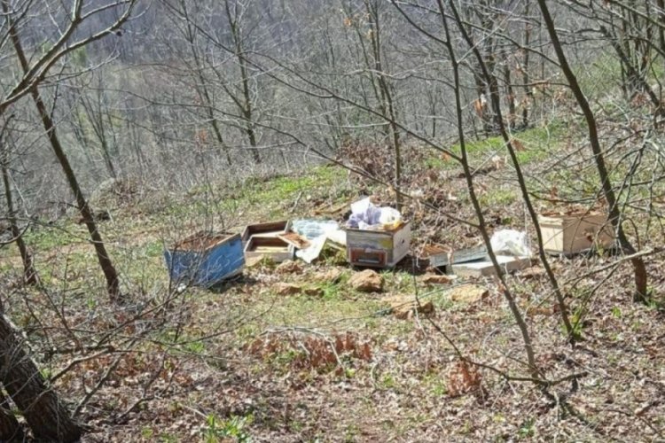 Balıkesir G&ouml;nen'de arı kovanları ayılar tarafından par&ccedil;alandı