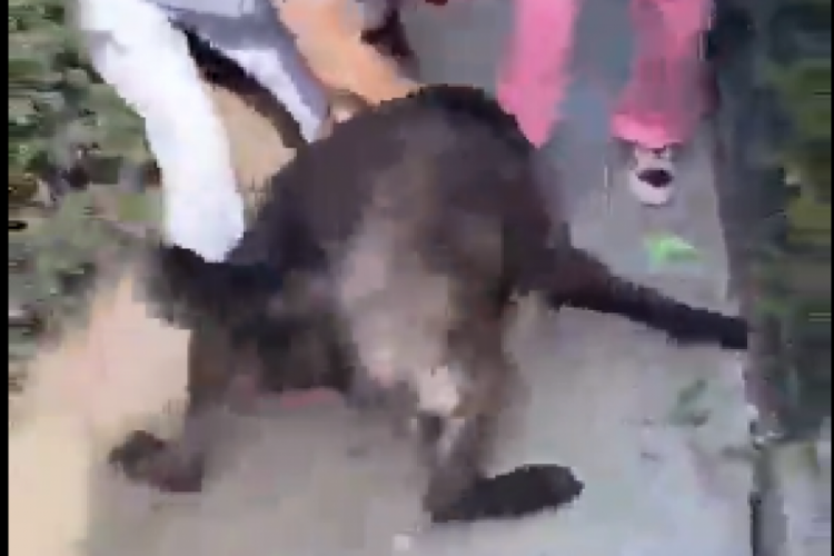 Ünlü şarkıcı Banu Parlak'ın tasmasız gezdirdiği köpeği başka köpeğe saldırdı!