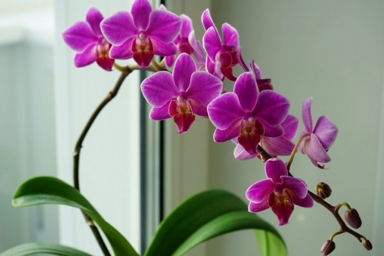 Orkide nasıl sulanır? Orkide nasıl budanır? Orkide nasıl çoğaltılır? Evde orkide bakımı nasıl olmalı?
