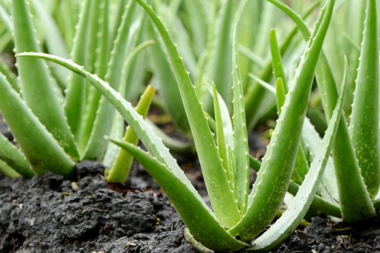 Aloe vera bitkisi nasıl yetiştirilir? Aloe vera çiçek açar mı? Evde aloe vera bakımı nasıl olmalı?