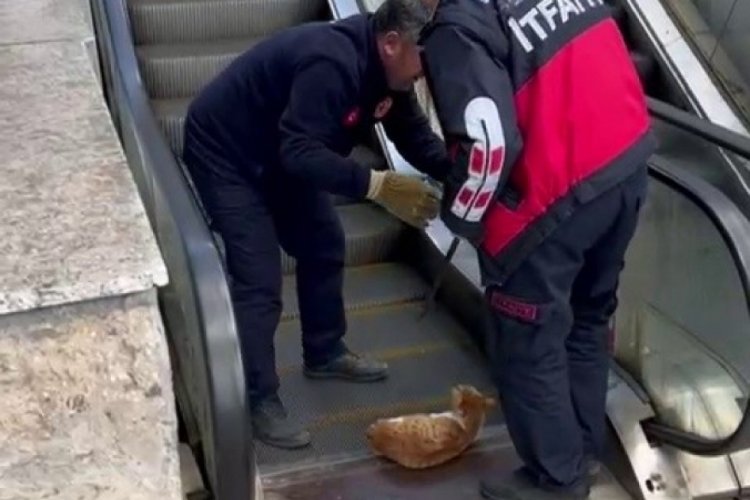 Karab&uuml;k'te bir kedi acı i&ccedil;erisinde yardım bekledi
