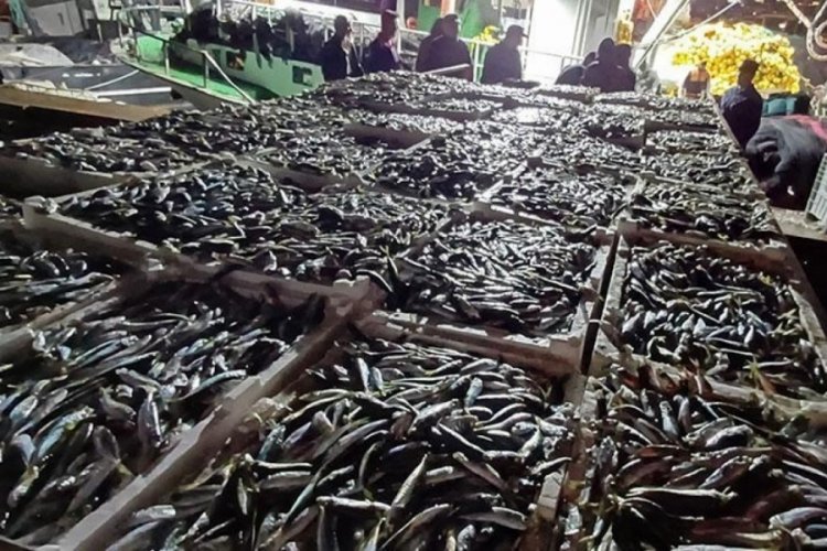 İstanbul'da kaçak avlanmış tam 8 ton istavrit balığı ele geçirildi