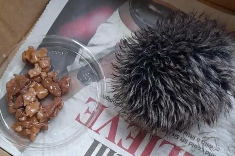 Şapkayı kirpi zannetti, hareket etmeyince veterinere g&ouml;t&uuml;rd&uuml;