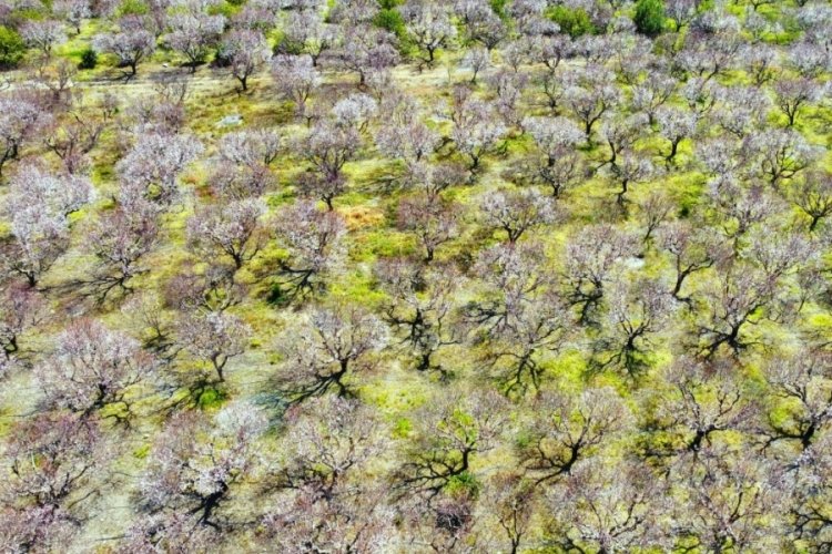 Mersin'de kayısı ağa&ccedil;ları &ccedil;i&ccedil;ek a&ccedil;tı, ortaya g&ouml;rsel ş&ouml;len &ccedil;ıktı
