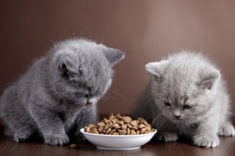 Kedi mamalarında bir yıl i&ccedil;indeki fiyat artışı dikkat &ccedil;ekti!