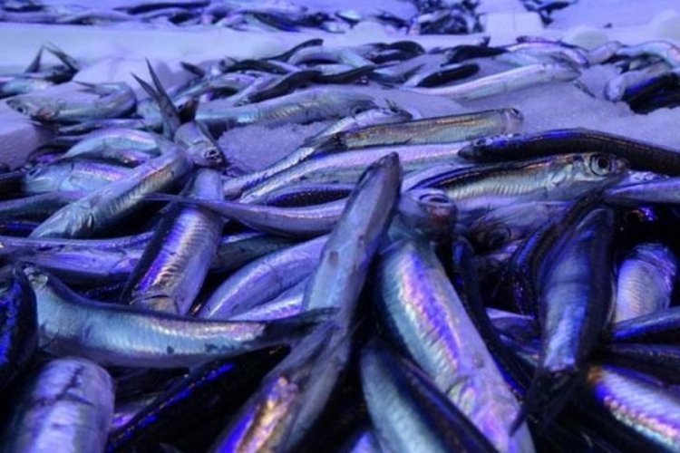 T&uuml;rkiye'den 18 &uuml;lkeye 577 bin kilogram hamsi ihracatı! 2 milyon doların &uuml;zerinde d&ouml;viz girdisi