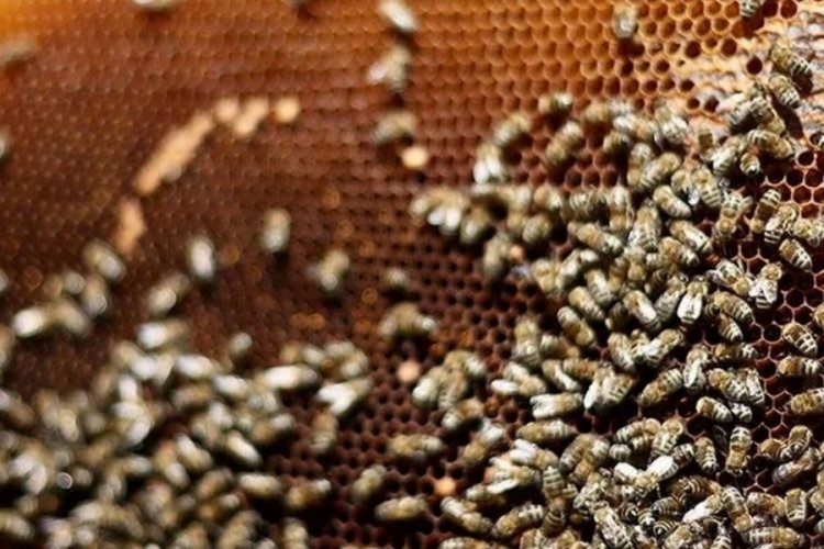 Kış olmadığı için durmadan çalışan arılar erken ölüyor