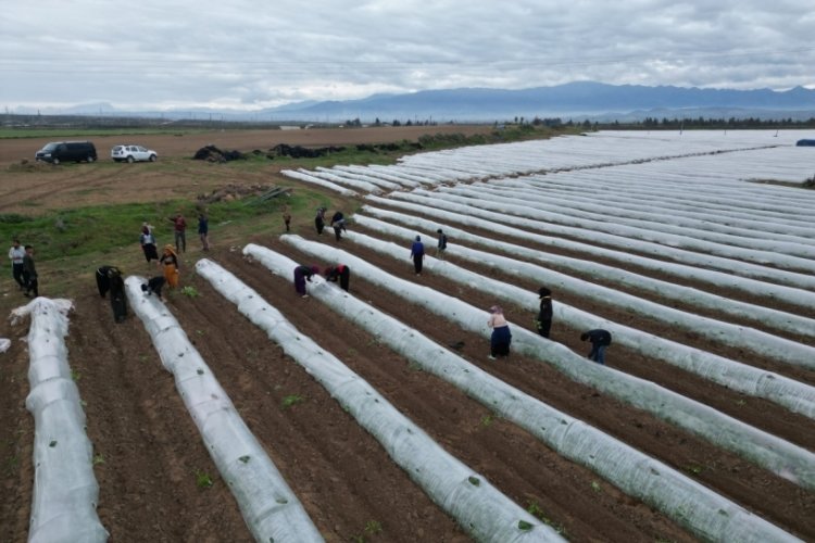 Erkenci karpuzda ilk hasat mayıs sonunda bekleniyor
