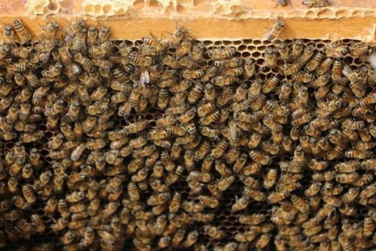 Kış uykusuna yatmayan arıların y&uuml;zde 30'u telef oldu