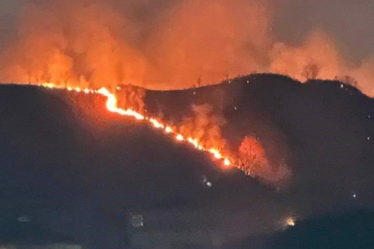 Trabzon'da orman yangını