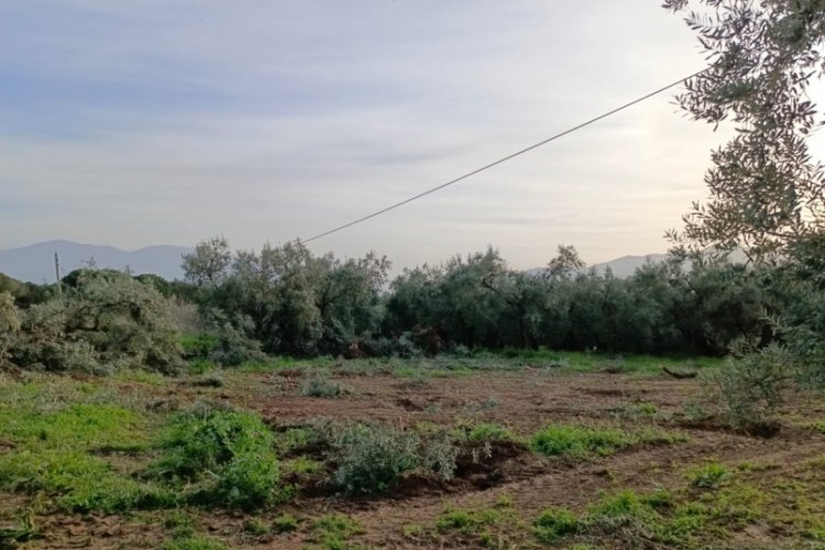 Bursa'da &ouml;len kişiye g&ouml;nderilen tebligat 60 zeytin ağacını hayattan kopardı!
